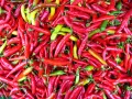 En stor hög med röda, gula och gröna chili. Dessa chili sorter är redo att användas i matlagning.