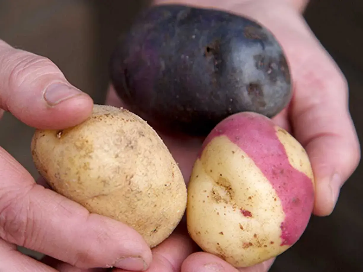 Händer håller tre potatisar: en mörklila, en gul med rosa fläckar och en gul. Vilken blir bäst fast eller mjölig potatis till mos?