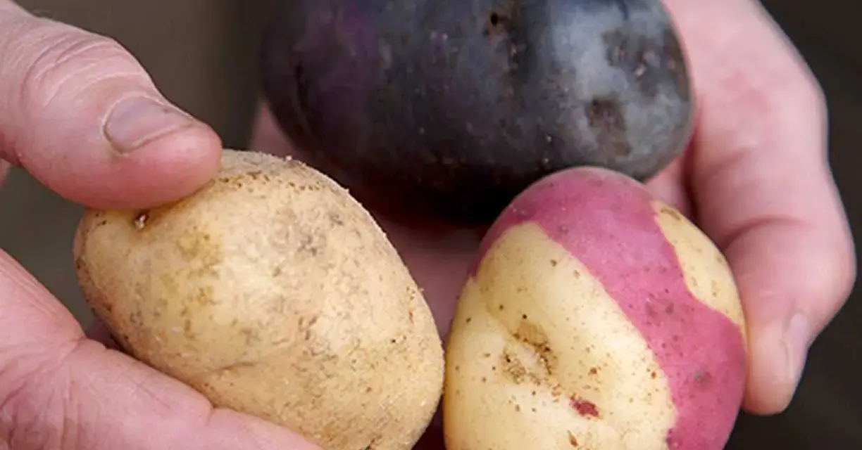Händer håller tre potatisar: en mörklila, en gul med rosa fläckar och en gul. Vilken blir bäst fast eller mjölig potatis till mos?