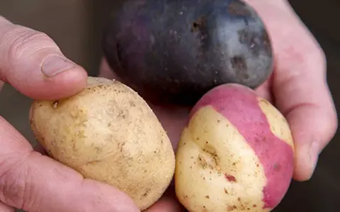 Händer håller tre potatisar: en mörklila, en gul med rosa fläckar och en gul. Vilken blir bäst fast eller mjölig potatis till mos?