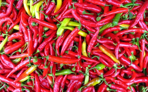 En stor hög med röda, gula och gröna chili. Dessa chili sorter är redo att användas i matlagning.