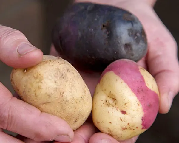 Händer håller tre potatisar: en mörklila, en gul med rosa fläckar och en gul. Vilken blir bäst fast eller mjölig potatis till mos?