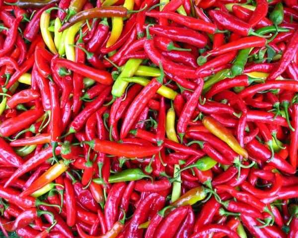En stor hög med röda, gula och gröna chili. Dessa chili sorter är redo att användas i matlagning.