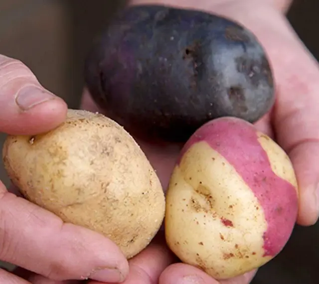 Händer håller tre potatisar: en mörklila, en gul med rosa fläckar och en gul. Vilken blir bäst fast eller mjölig potatis till mos?