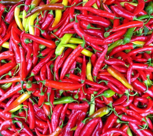 En stor hög med röda, gula och gröna chili. Dessa chili sorter är redo att användas i matlagning.