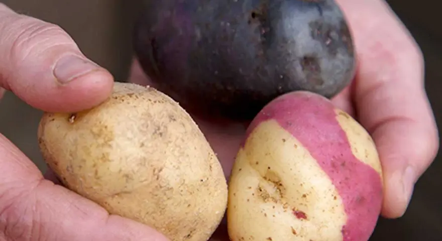 Händer håller tre potatisar: en mörklila, en gul med rosa fläckar och en gul. Vilken blir bäst fast eller mjölig potatis till mos?