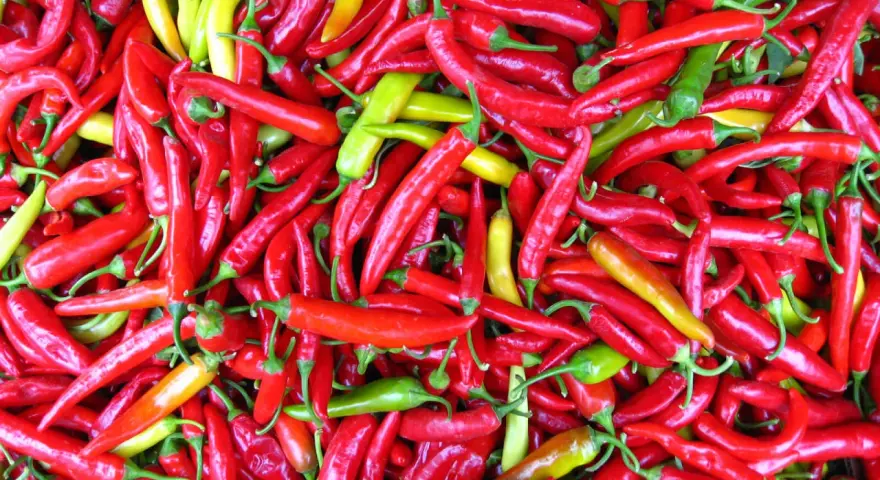 En stor hög med röda, gula och gröna chili. Dessa chili sorter är redo att användas i matlagning.